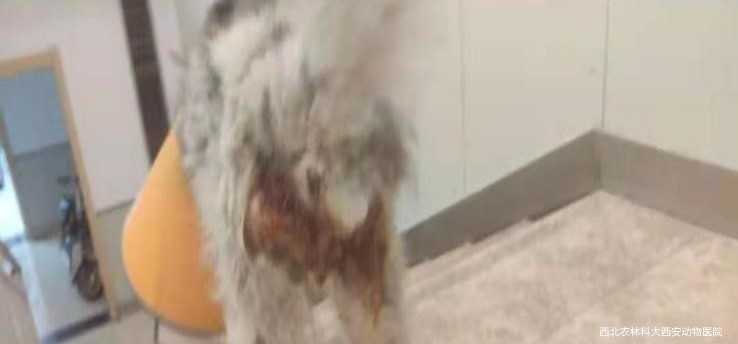 1616133949104894.jpg 1.jpg