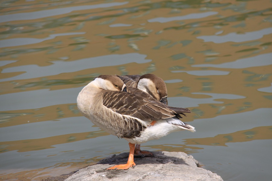 1620271817841529.jpg 1.jpg